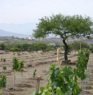 Viñedos en San Miguel